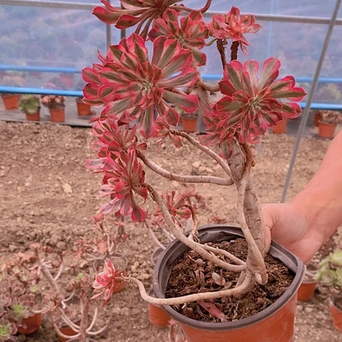 寒*雪707红铜白白不包损多肉