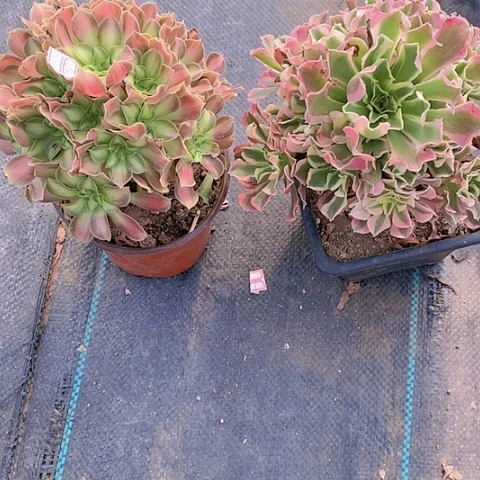 温**水293法师2棵多肉植物