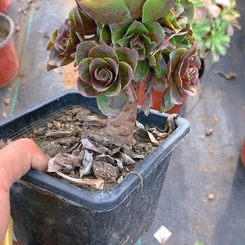 春**开392魅金多肉植物