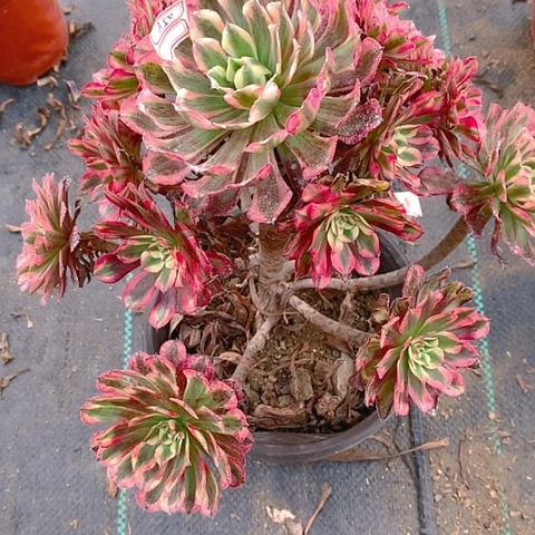 @***心350铜壶超白多肉植物