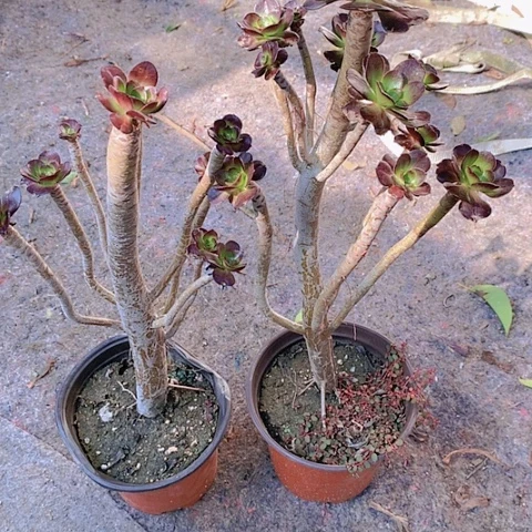 232圆叶黑法师2棵多肉植物