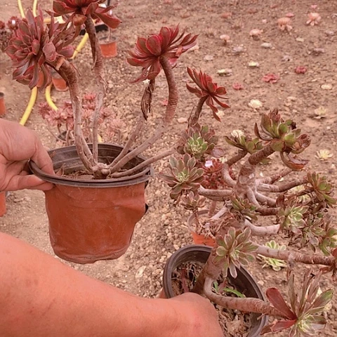 703水墨画紫霞多肉植物