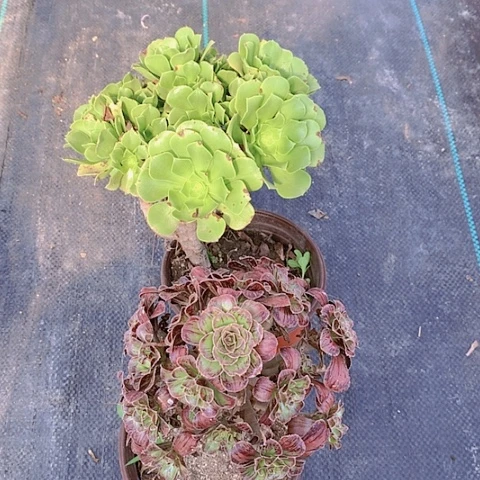 123拉丝锦绿羊绒多肉植物