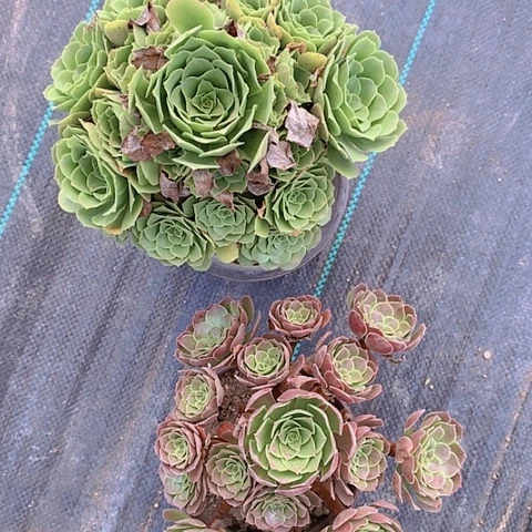 383荷兰玫瑰绿羊绒多肉