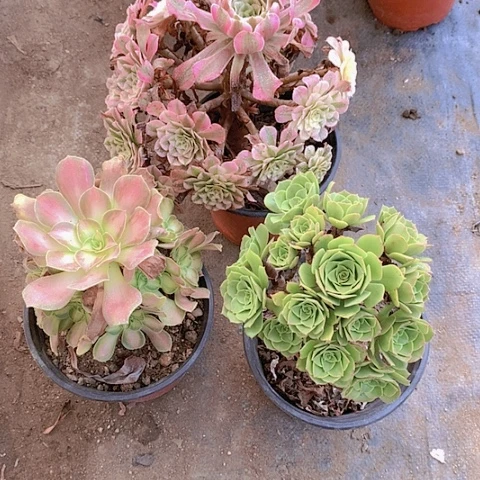 500三颗多肉植物