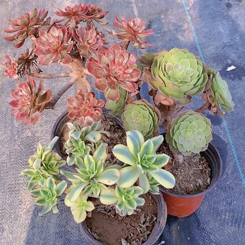 269法师3棵多肉植物