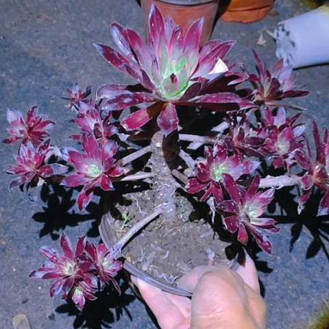 792孔雀锦多肉植物