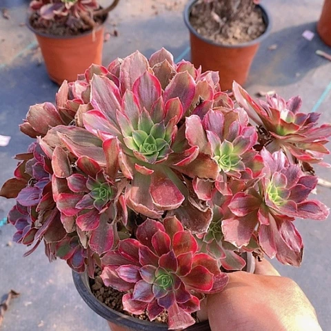 304安娜多肉植物