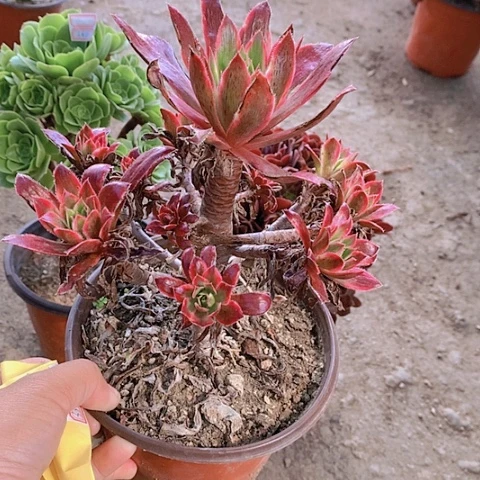 段**庄多肉植物孔雀锦339