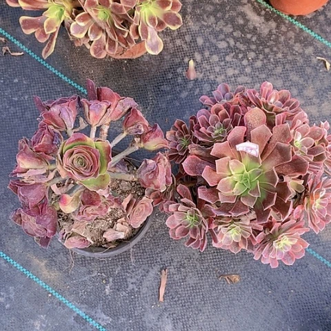 392魅金金丝多肉