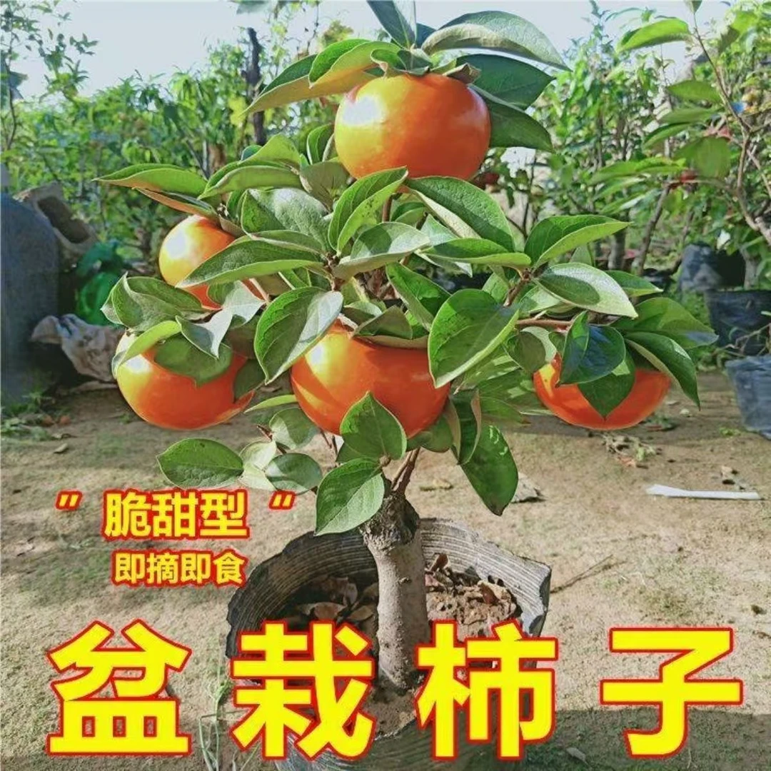 柿子树苗嫁接无核特大柿子日本甜脆柿南方北方种植果树苗当年结果