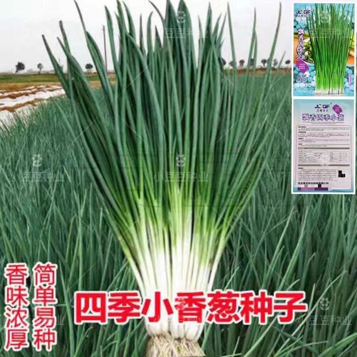 全国菜种子室内种子葱籽种小葱阳台葱种子盆栽小香家庭四季种播种