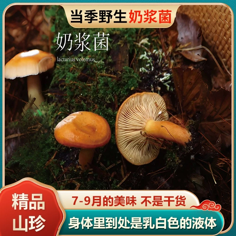 24年新鲜现货云南特产奶浆菌三九菇精选松乳菇蘑菇野生菌顺丰包邮