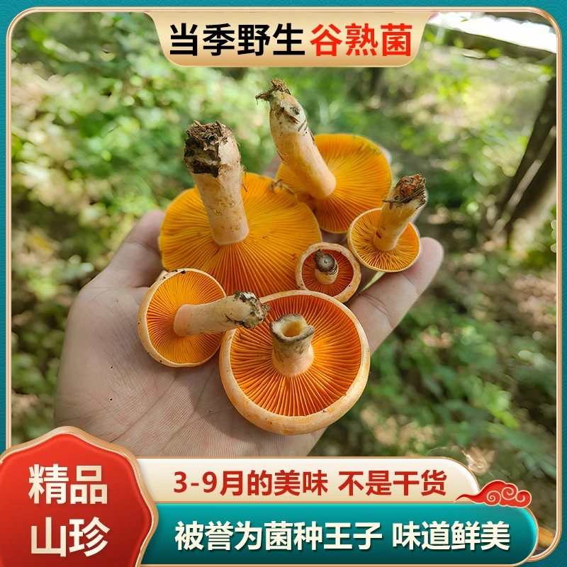 云南特产新鲜野生谷熟菌松树菌松乳菇松菌重阳菌雁鹅菌铜绿菌野菌