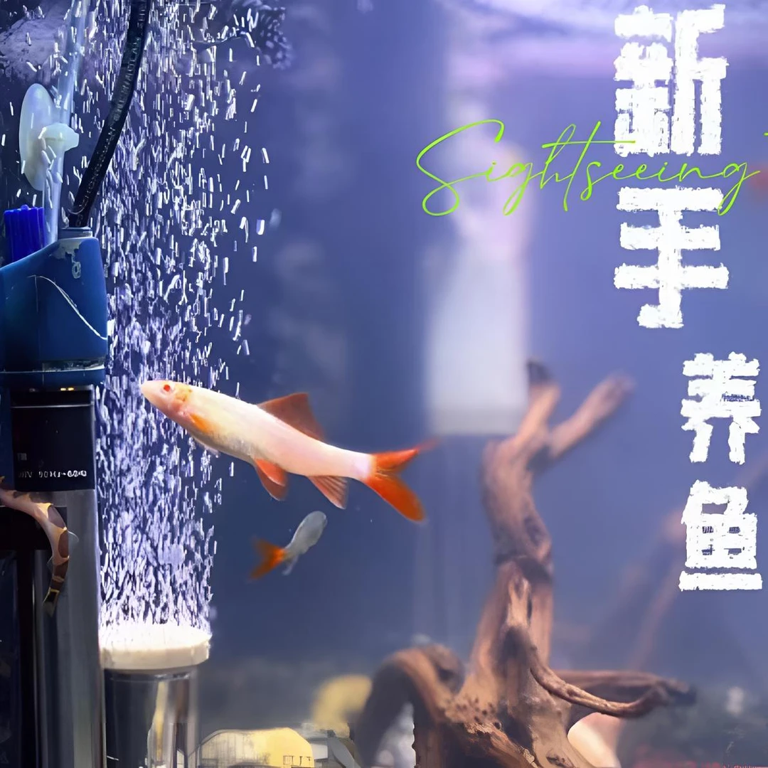 超萌好物！观赏鱼-彩虹鲨/粉红鲨·翻沙高手！活体发货·无开箱不售后