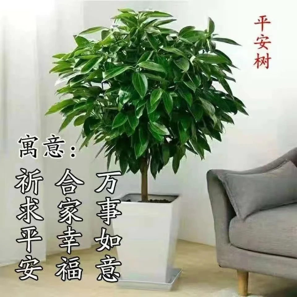 幸福平安树大型室内客厅阳台花卉绿植高端盆栽四季长青懒人植物