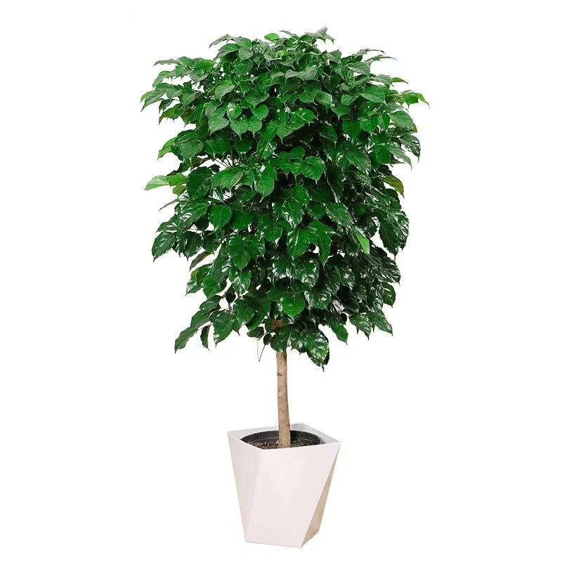 单杆幸福树盆栽客厅大型绿植盆景平安树摇钱树办公室植物开业乔迁