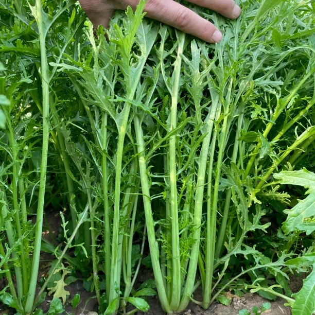 雪里蕻雪里红雪菜湖北露天时令蔬菜农家自种批发青菜5斤包邮
