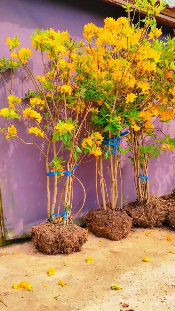 黄花映山红，高度1.6米，冠幅1米，直接下单