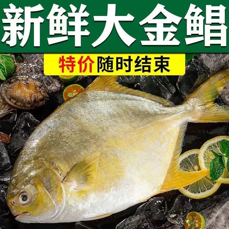深海大金鲳鱼5条（每条400-500克有冰衣）新鲜速冻连云港发货