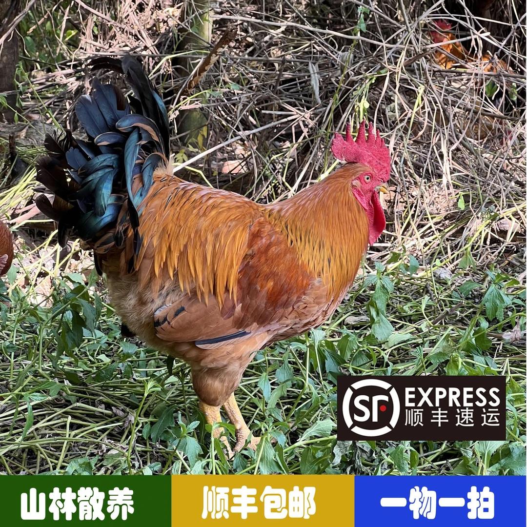 山林散养365天杂生农家散养公鸡