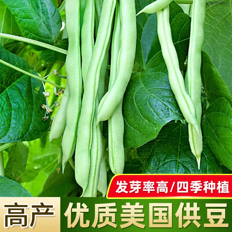 美国供豆种子无架四季豆种子芸豆种子无架地豆种子豆角种子架豆种