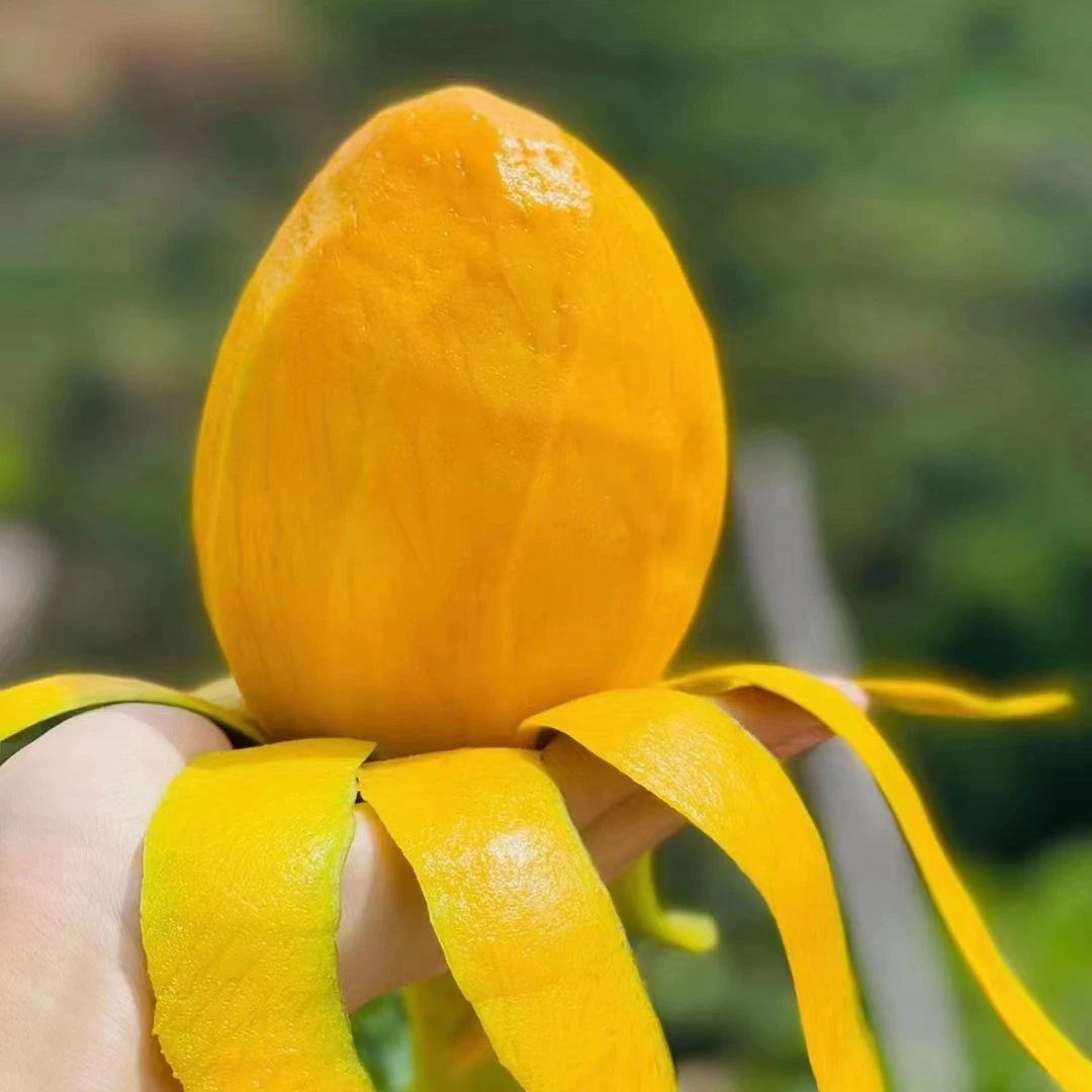 【小丫】云南新鲜芒果 凯特芒 青皮芒果9斤包邮 坏果包赔