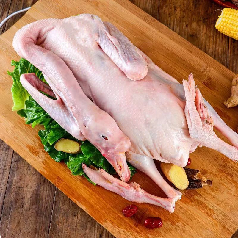 农村散养大鹅直播优惠改价链接（请勿乱拍）