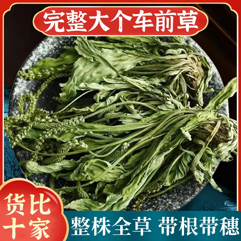 车前草干货精选武当山农村干净车前草蒲公英夏枯草煮鸡蛋煮水泡茶
