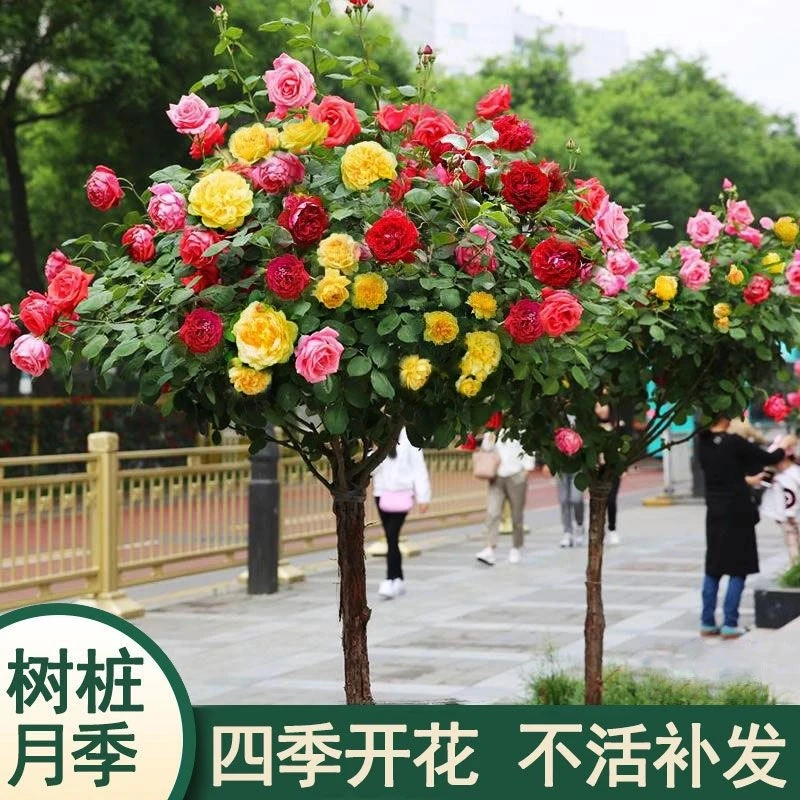 棒棒糖树桩月季开卉阳台绿植独杆直杆树状月季花四季嫁接耐寒植物