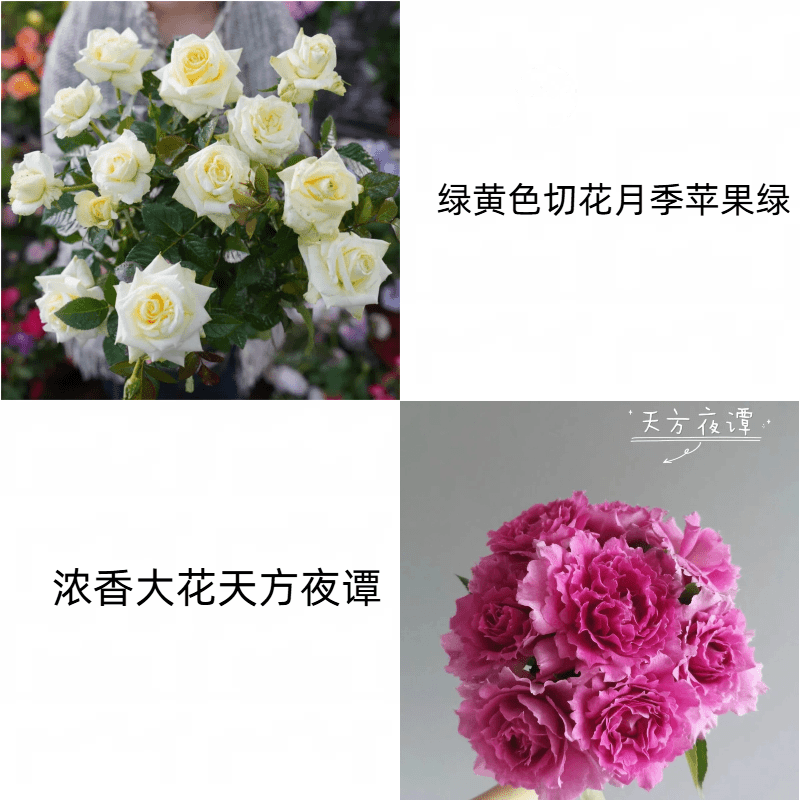 【天方夜谭+苹果绿】新手易养盆栽月季阳台月季庭院花卉多季节开
