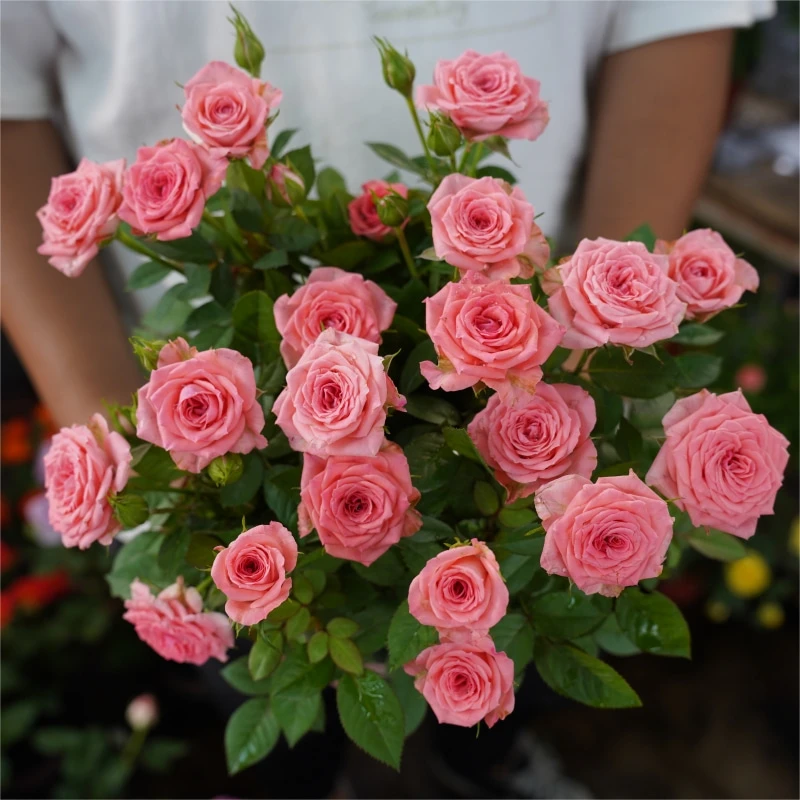 【仙杜瑞拉】粉色新手易养盆栽月季阳台月季庭院花卉多季节开花植物