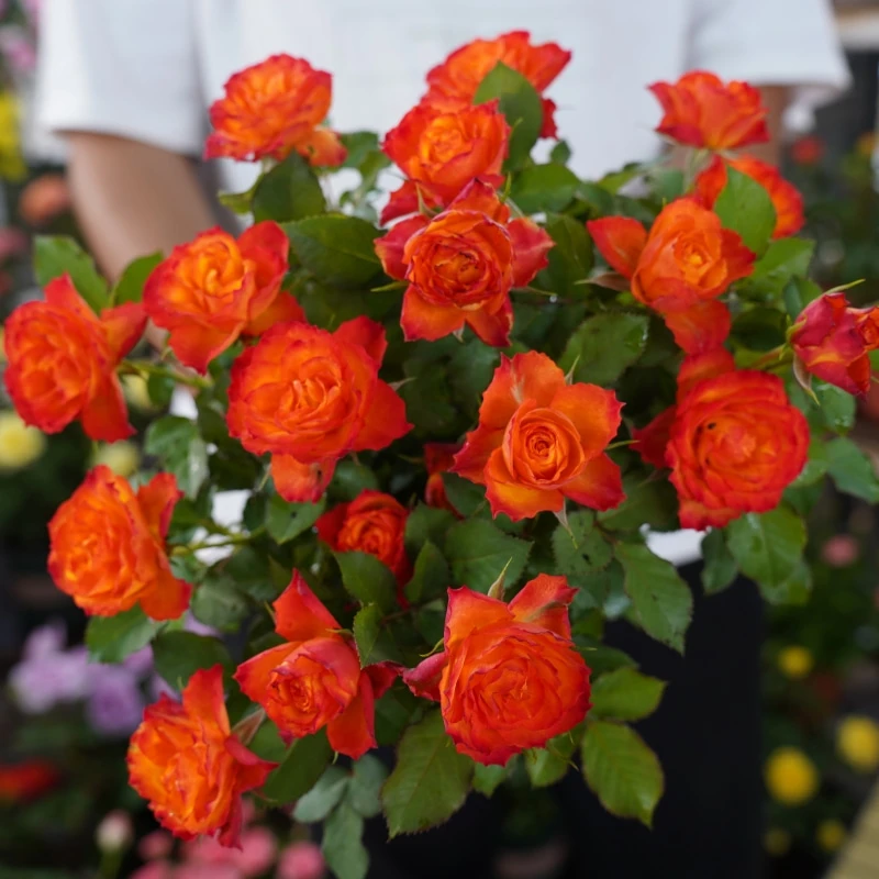 【火焰】双色 新手易养盆栽月季阳台月季庭院花卉多季节开花植物