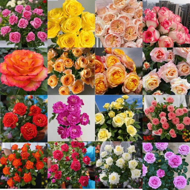 【混色】一盆多色新手易养盆栽月季阳台月季庭院花卉多季节开花植物