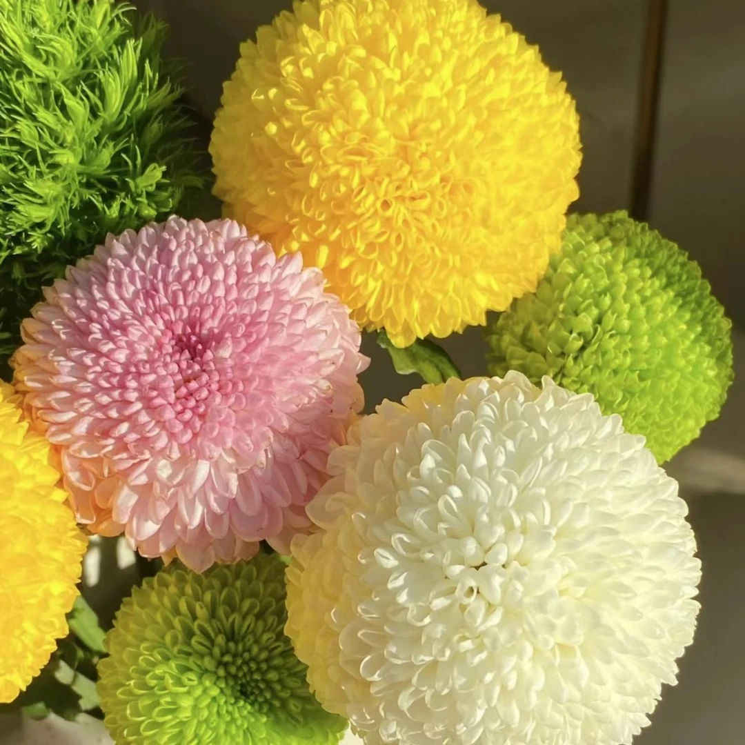 （多色乒乓菊） 庭院室内多季节重复开花耐热耐寒菊花盆栽星花怒放