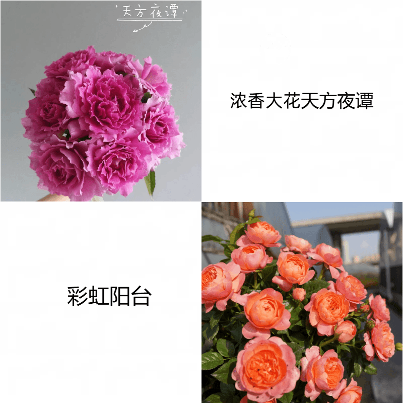 【天方夜谭+彩虹】新手易养盆栽月季阳台月季庭院花卉多季节开花