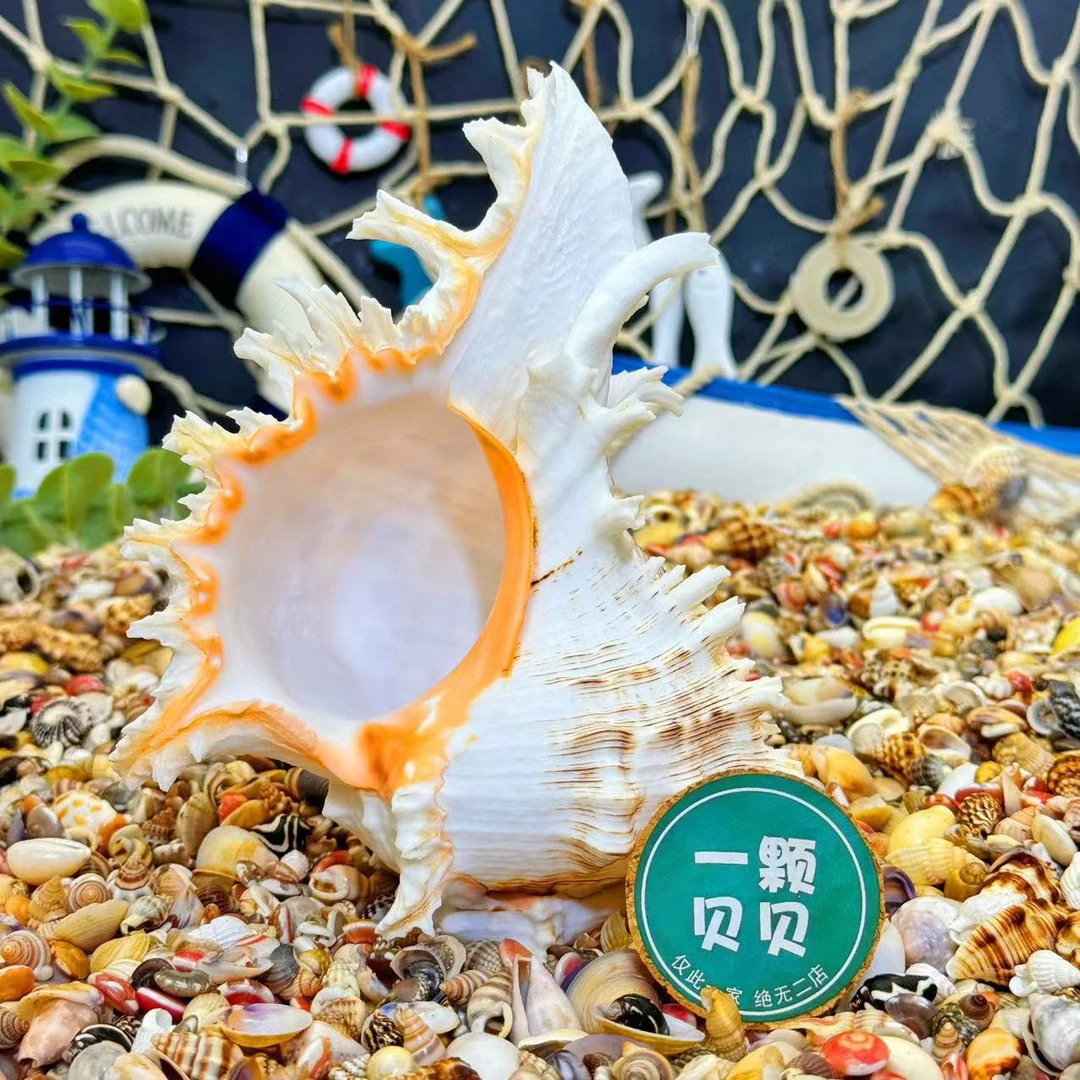 【一颗贝贝】【巨型千手螺】天然贝壳海螺鱼缸造景DIY手工微景观