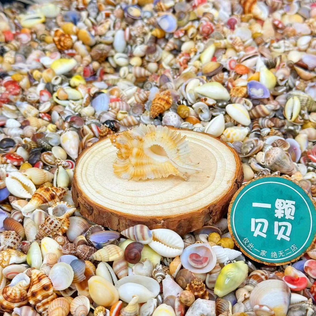 【一颗贝贝】新艳红芭蕉螺 天然海螺鱼缸造景DIY手工制作标本微景观