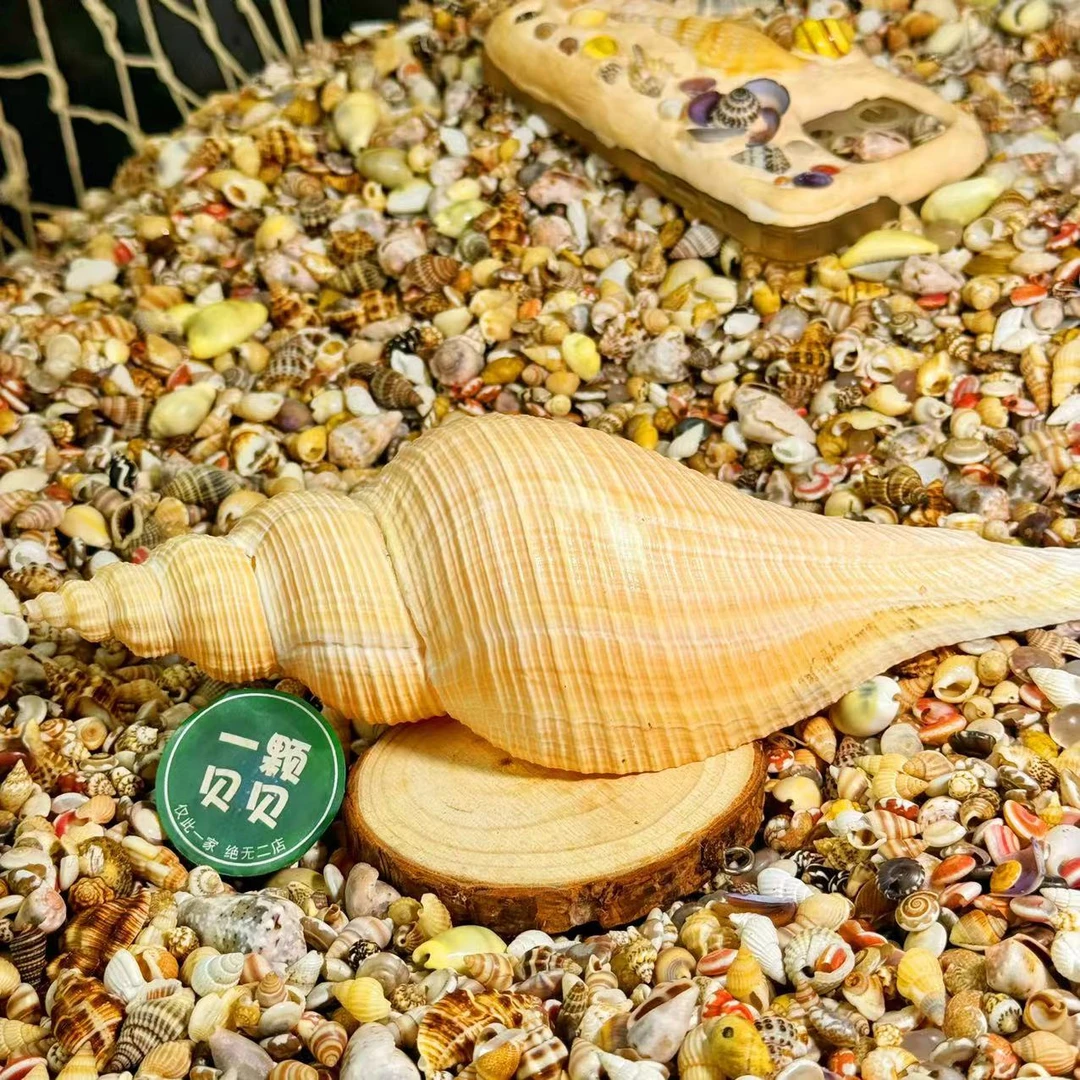 【一颗贝贝】【长香螺】天然贝壳鱼缸造景DIY手工制作材料装饰