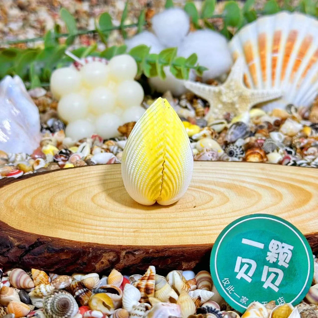 【一颗贝贝】【欧洲橘黄蛤】天然贝壳鱼缸造景DIY手工制作材料观装饰