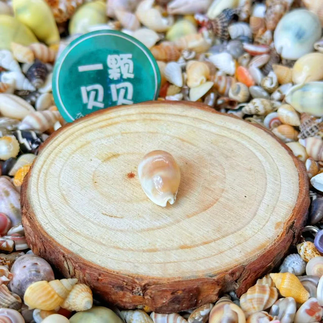 【一颗贝贝】【双线宝螺】天然贝壳鱼缸造景DIY手工制作材料装饰