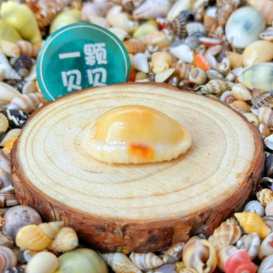 【一颗贝贝】【玉化宝螺】天然贝壳鱼缸造景DIY手工制作材料装饰