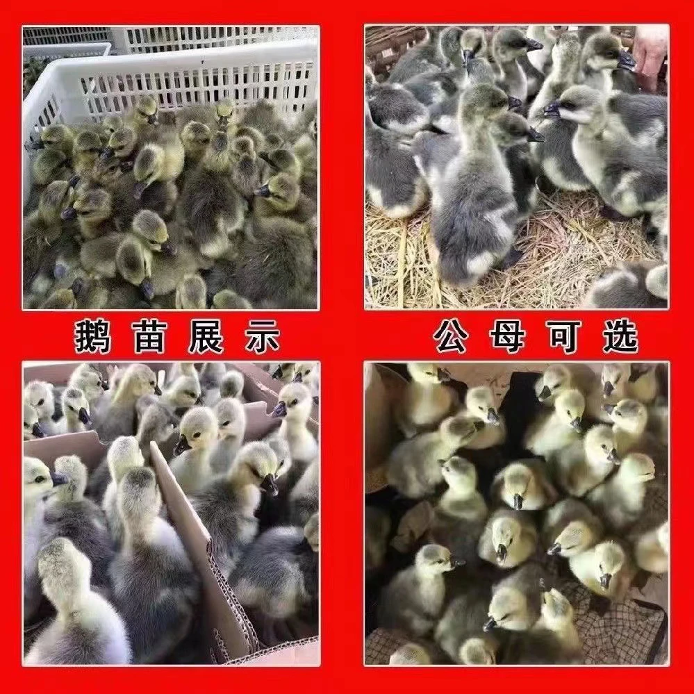 灰狮头鹅苗三两左右