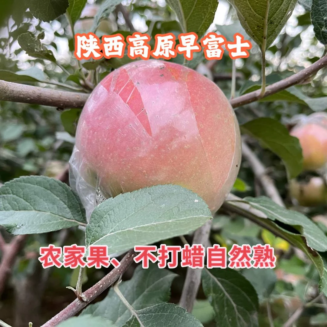 【果农自卖】陕西丑苹果正宗冰糖心红富士孕妇水果脆甜多汁10斤