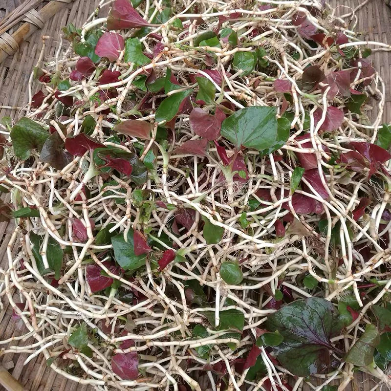 现挖新鲜四川折耳根折儿根鱼腥草