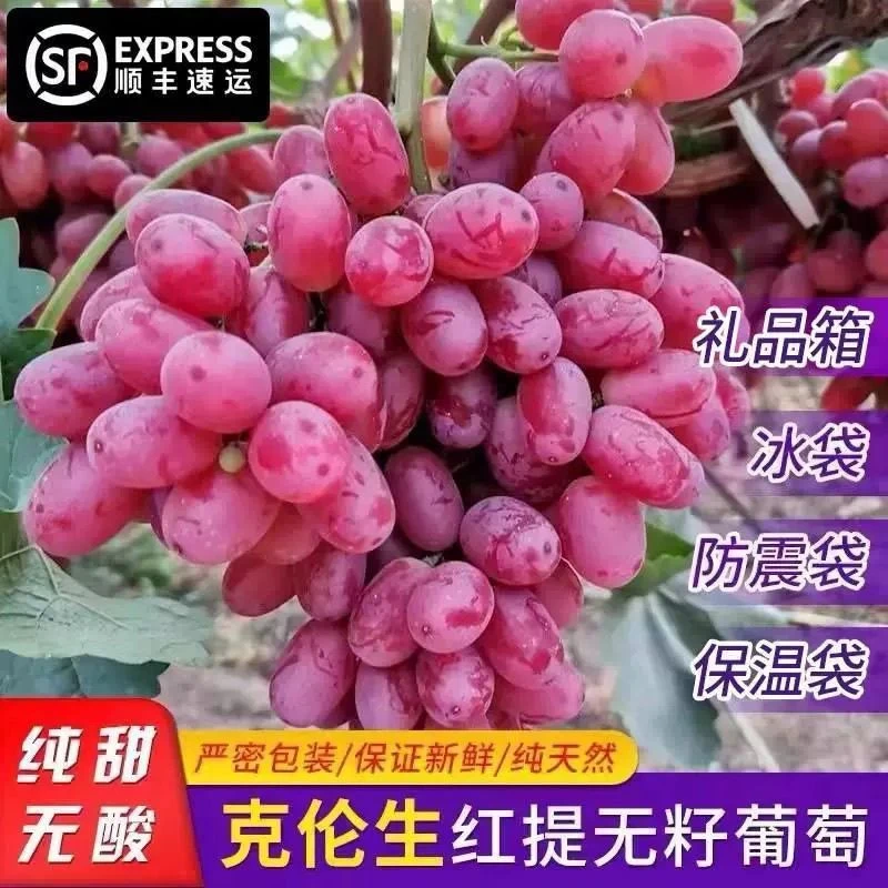 精品克伦生顺丰大凉山纯甜无籽红提葡萄应季水果现摘现发冰美人