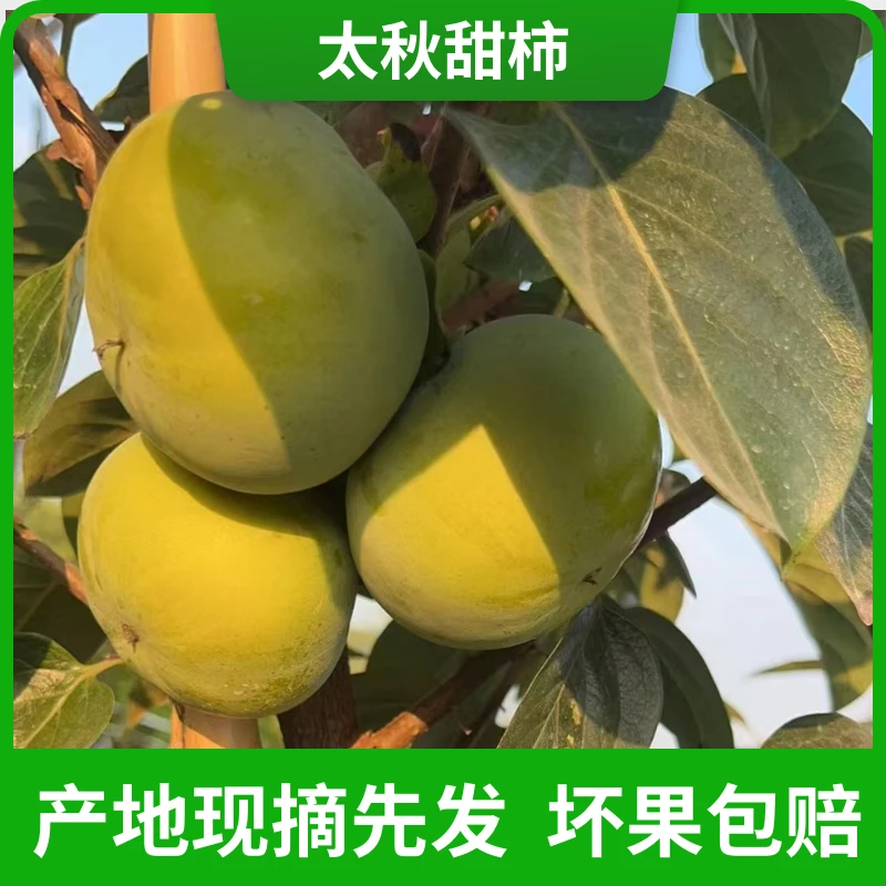 金柿福安吉正宗太秋甜柿当季水果日本太秋特产甜脆柿子大果礼盒装