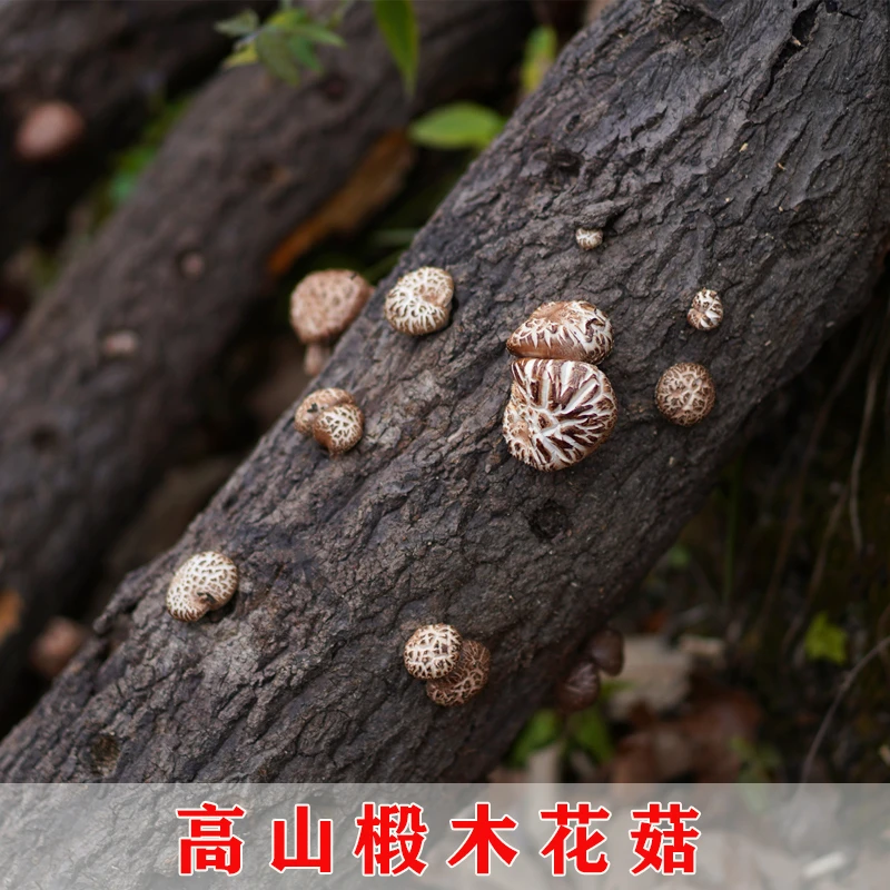 秦岭高山椴木花菇干货煲汤肉厚味鲜野外青冈木生长冬菇菌菇汤