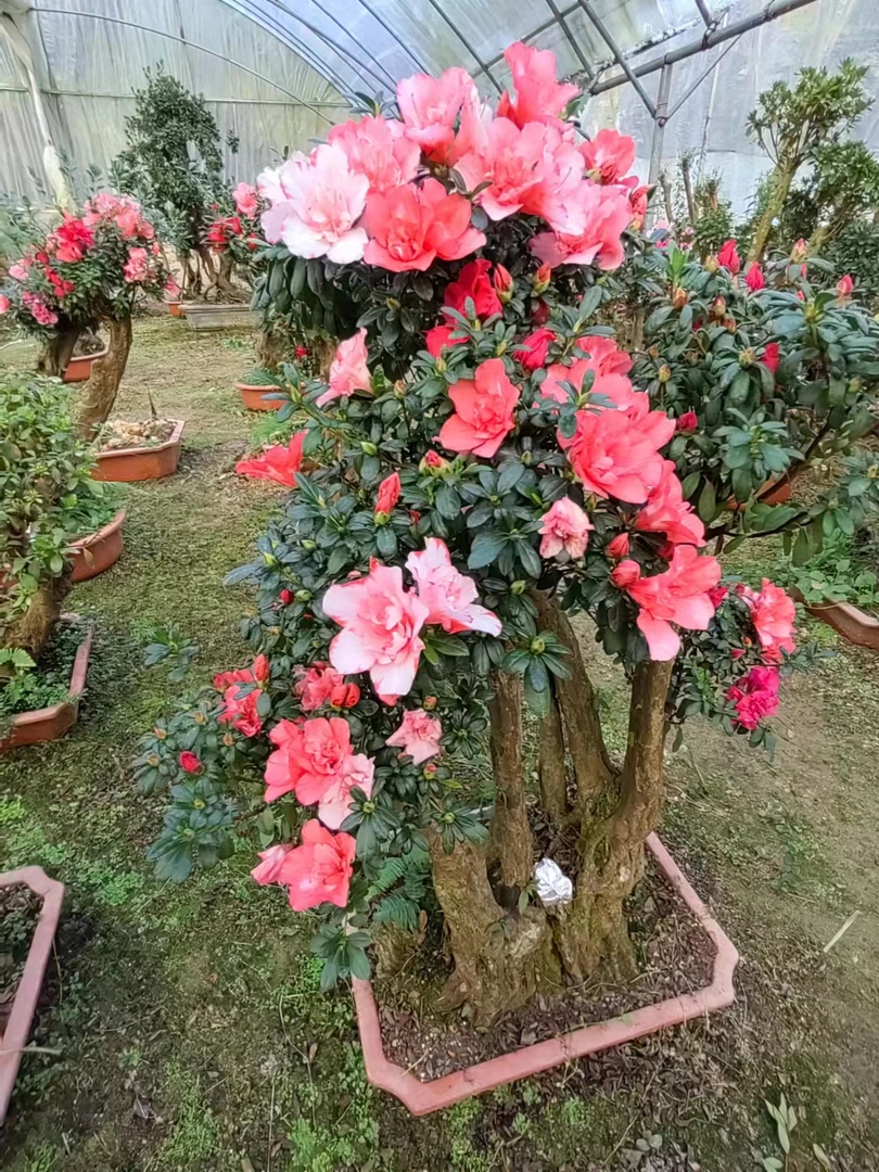 杜鹃老桩嫁接千姿百态多色入秋带花苞盆景杜鹃精品