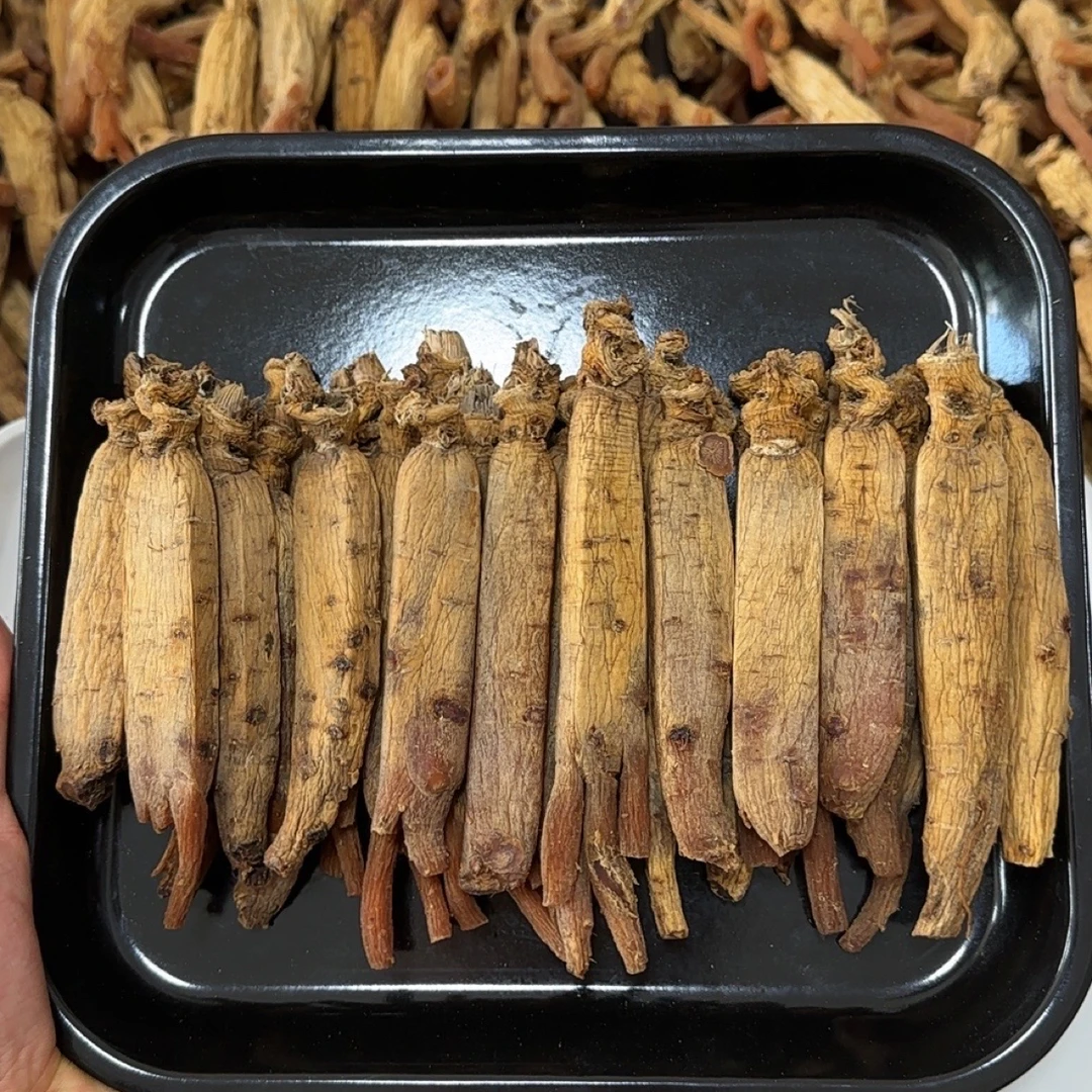 韩种高丽别直 黄马褂 菊花心 一代籽